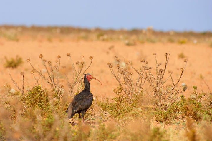 Agadir to the Small Desert: Private Full-Day 4x4 Tour with Berber Lunch photo 4