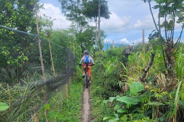 Mount Batur to Ubud Off-Road Cycling Adventure – Volcano Views and Rice-Field Singletrack photo 6