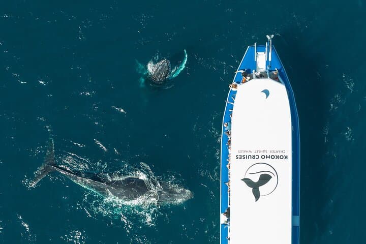 Gold Coast Whale Watching Cruise — 2.5hr Humpback Experience photo 2