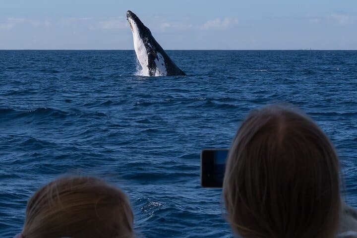Gold Coast Whale Watching Cruise — 2.5hr Humpback Experience photo 3