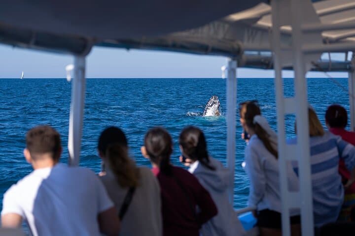 Gold Coast Whale Watching Cruise — 2.5hr Humpback Experience photo 4