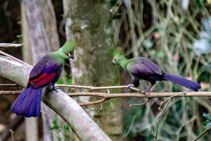 Full-Day Garden Route Safari: Tsitsikamma, Monkey Land & Jeffreys Bay from Port Elizabeth photo 4