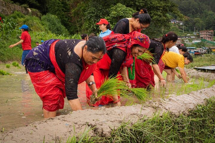 3-Day Nagarkot Ropain Festival: Guided Rice-Planting & Village Hike photo 3