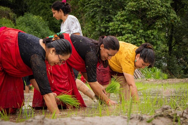 3-Day Nagarkot Ropain Festival: Guided Rice-Planting & Village Hike photo 4