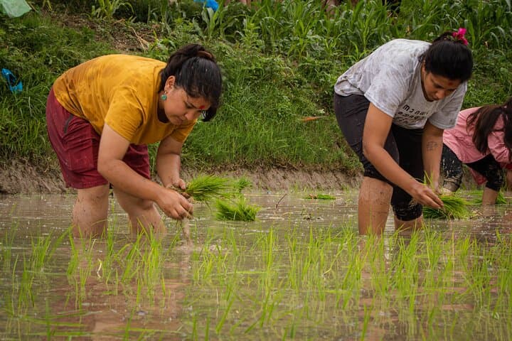 3-Day Nagarkot Ropain Festival: Guided Rice-Planting & Village Hike photo 5