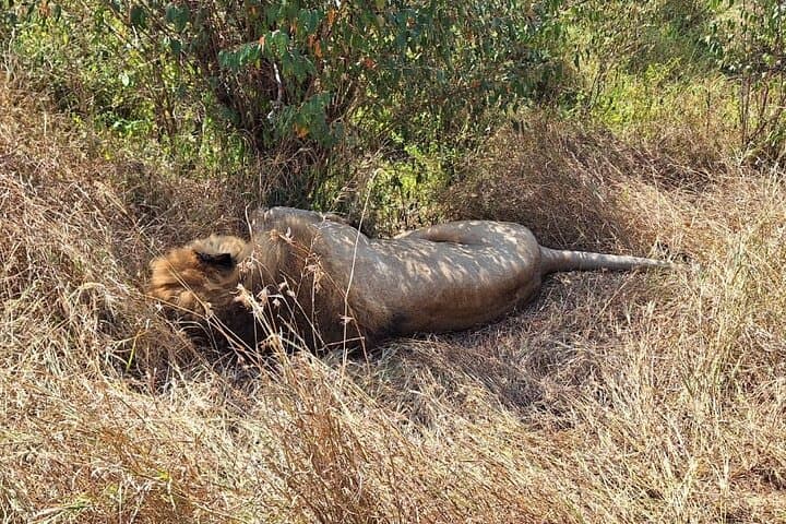 3-Day Private Maasai Mara Safari: Big Five Game Drives & Maasai Village Visit photo 2
