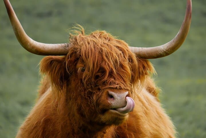 Luxury Private Tour of Loch Lomond, Glencoe & Oban — Day Trip from Edinburgh photo 2