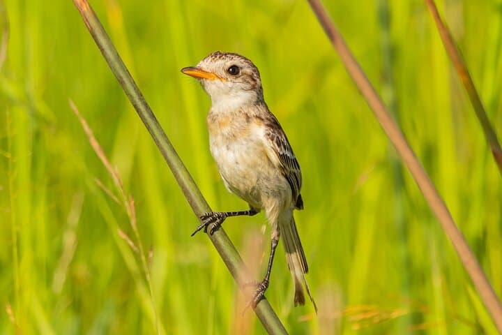 Morning Birding in the Humid Chaco: La Rafaela & Estancia La Playada photo 2