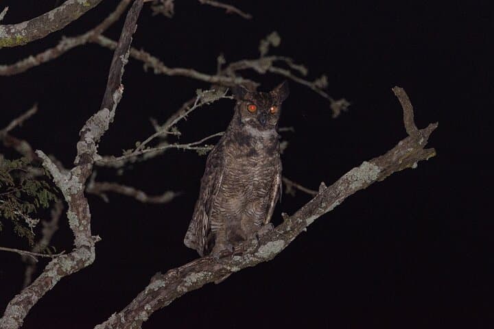 Morning Birding in the Humid Chaco: La Rafaela & Estancia La Playada photo 3