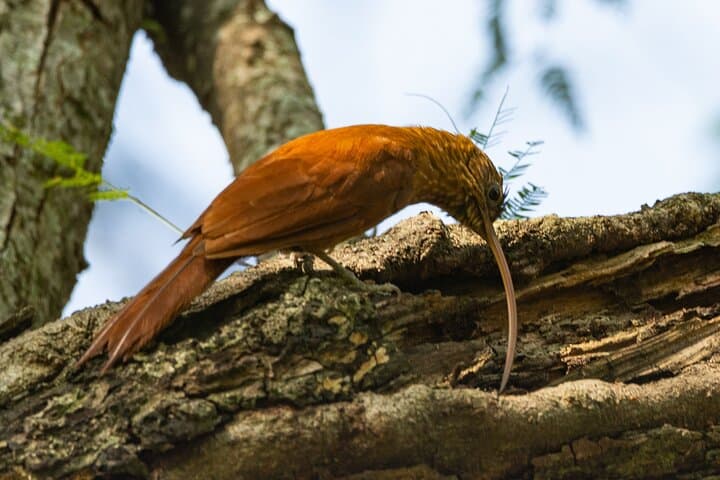 Morning Birding in the Humid Chaco: La Rafaela & Estancia La Playada photo 4