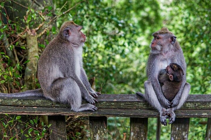 Full-Day Ubud Private Charter: Tegalalang, Waterfalls & Jungle Swing photo 5