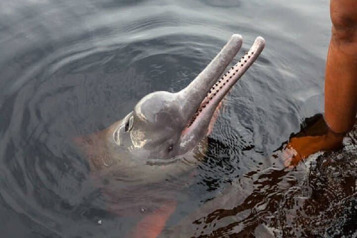 Iquitos Amazon Expedition: 2-Day Jungle Lodge & River Wildlife Tour photo 4