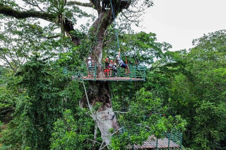 Vertical Multiadventure Park Giant Trees: Tree Climb, Tarzan Swing & 60m Rappel in Limón