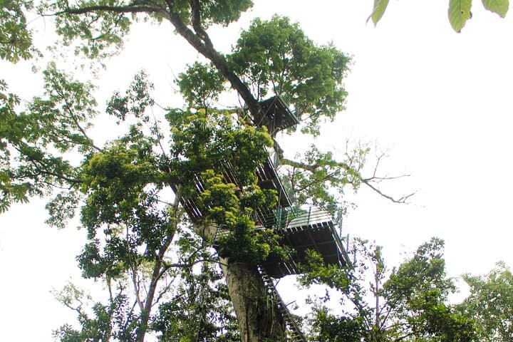 Vertical Multiadventure Park Giant Trees: Tree Climb, Tarzan Swing & 60m Rappel in Limón photo 3