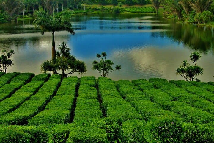 Tea and Views: Private South Mauritius Tea Factory Tour and Scenic Gorges photo 2