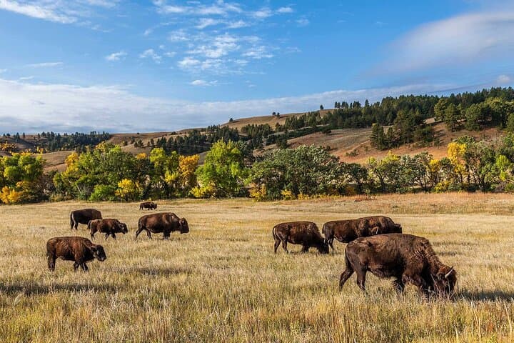 Mount Rushmore, Crazy Horse & Bison Safari: Needles Highway and Iron Mountain Scenic Tour photo 6