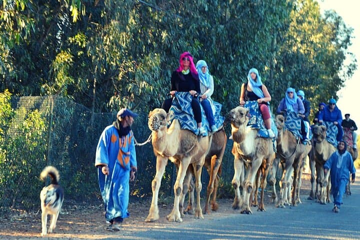 Sunset Camel Ride and Barbecue Dinner in Agadir — Eucalyptus Trails & Souss River Views photo 3