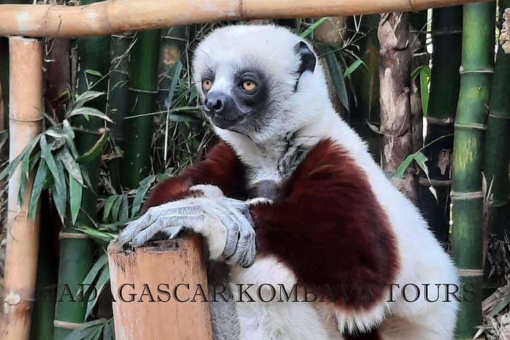 Private Wildlife Tour and Rova Palace Visit in Antananarivo photo 2
