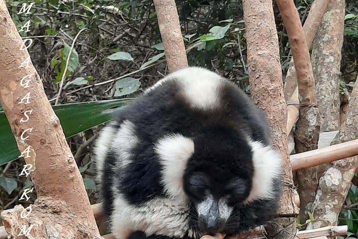Private Wildlife Tour and Rova Palace Visit in Antananarivo photo 3