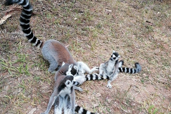 Private Wildlife Tour and Rova Palace Visit in Antananarivo photo 1
