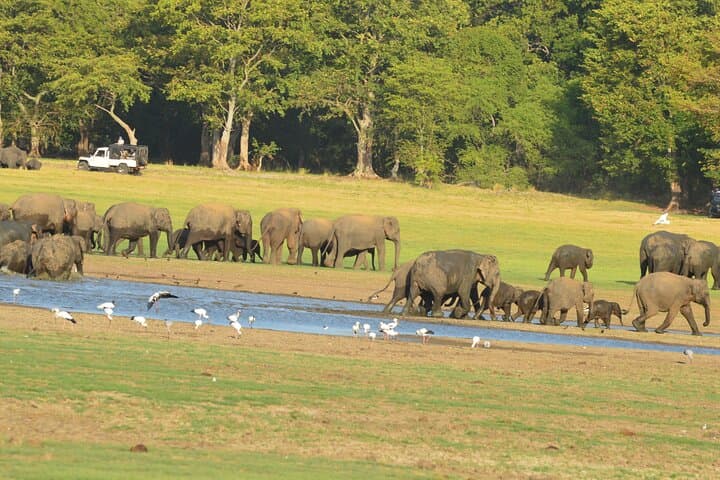 Guided Elephant Safari at Minneriya & Kaudulla — See Asia’s Largest Elephant Gathering photo 6
