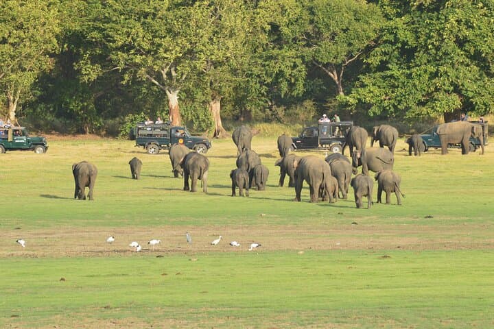 Guided Elephant Safari at Minneriya & Kaudulla — See Asia’s Largest Elephant Gathering photo 5