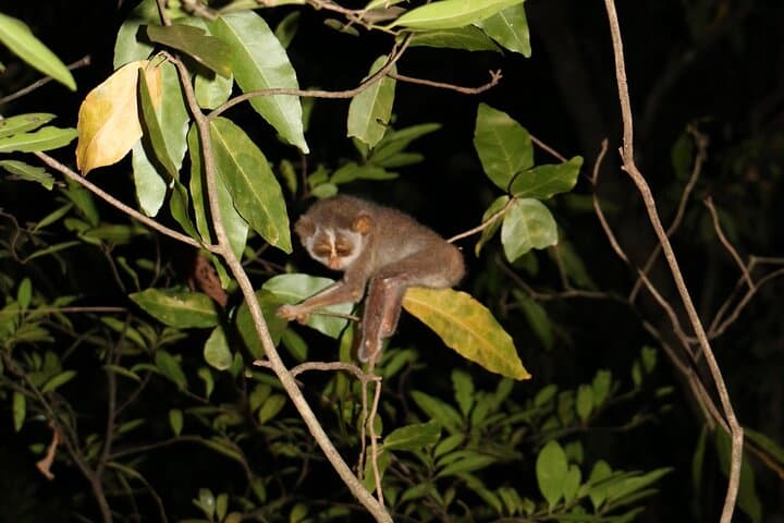 Night Hike to See the Grey Slender Loris in Sigiriya photo 3
