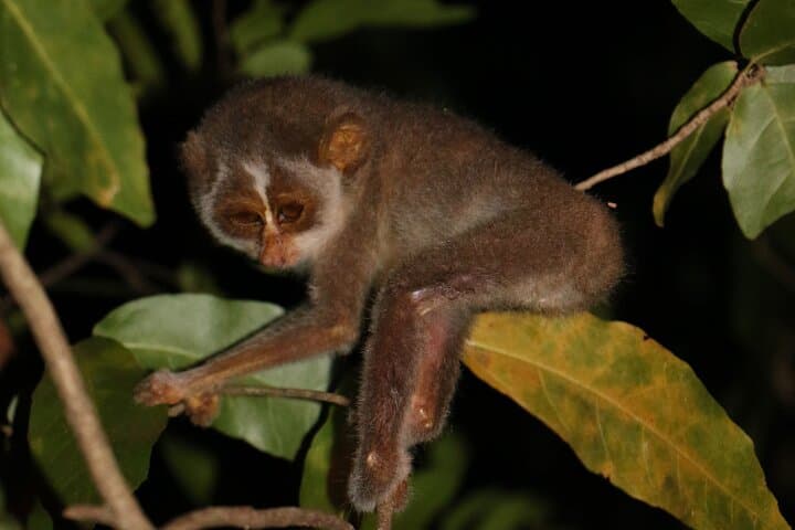 Night Hike to See the Grey Slender Loris in Sigiriya photo 4