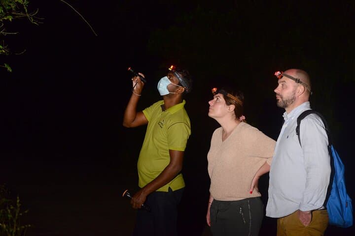 Night Hike to See the Grey Slender Loris in Sigiriya photo 5