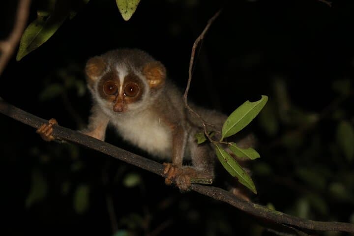 Night Hike to See the Grey Slender Loris in Sigiriya photo 2