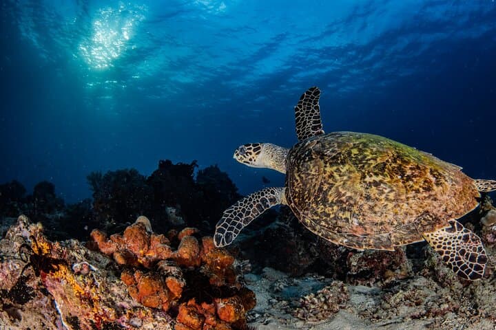 Snorkel Menjangan: Day Trip from Pemuteran to Bali’s Pristine Reefs photo 2