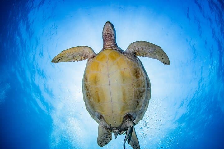 Snorkel Menjangan: Day Trip from Pemuteran to Bali’s Pristine Reefs photo 4