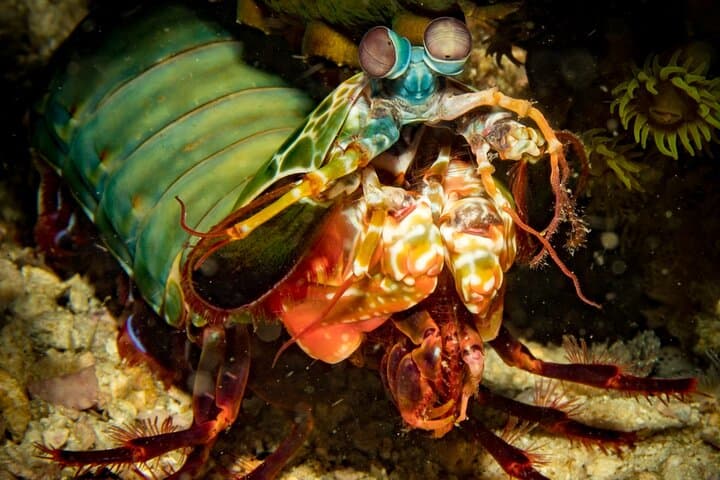 Koh Lipe Two-Dive Adventure: Guided Fun Dives in Tarutao Marine Park