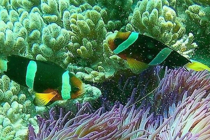 Blue Lagoon Bali Snorkeling: Private Boat to Tanjung Jepun & Bias Tugel photo 2