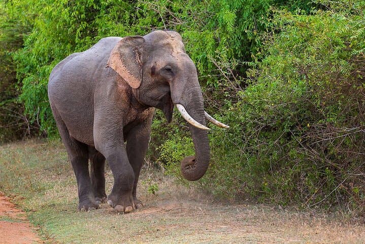 Exploring Sri Lanka's Kalawewa National Park: A Guided 4WD Safari Through Ancient Tanks and Tusker Elephants photo 2