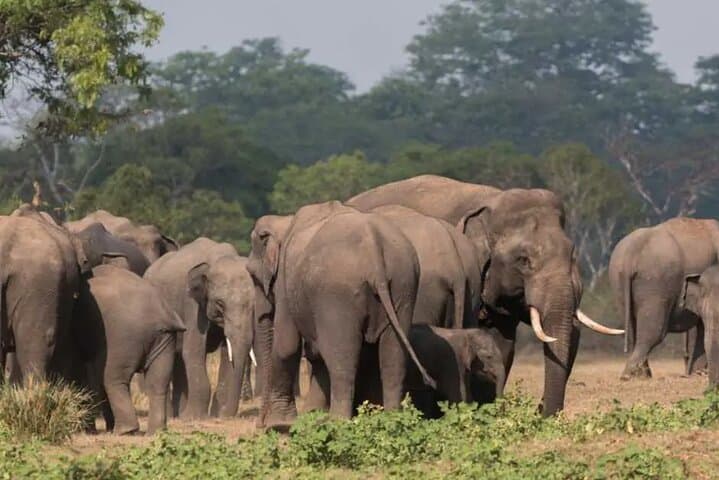 Exploring Sri Lanka's Kalawewa National Park: A Guided 4WD Safari Through Ancient Tanks and Tusker Elephants photo 3