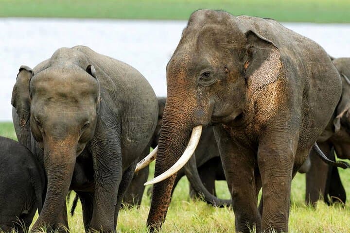 Exploring Sri Lanka's Kalawewa National Park: A Guided 4WD Safari Through Ancient Tanks and Tusker Elephants photo 4