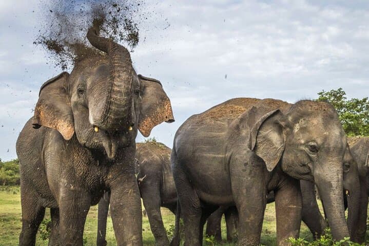 Exploring Sri Lanka's Kalawewa National Park: A Guided 4WD Safari Through Ancient Tanks and Tusker Elephants