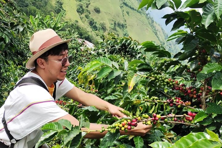 Three-Day Private Coffee Farm Immersion in Filadelfia, Colombia