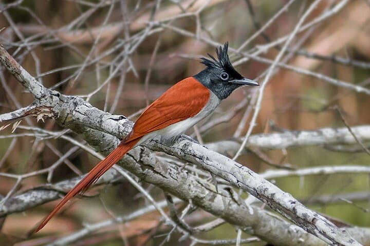 Kumana National Park Safari from Arugam Bay — Jeep Birdwatching & Wildlife Tour photo 5