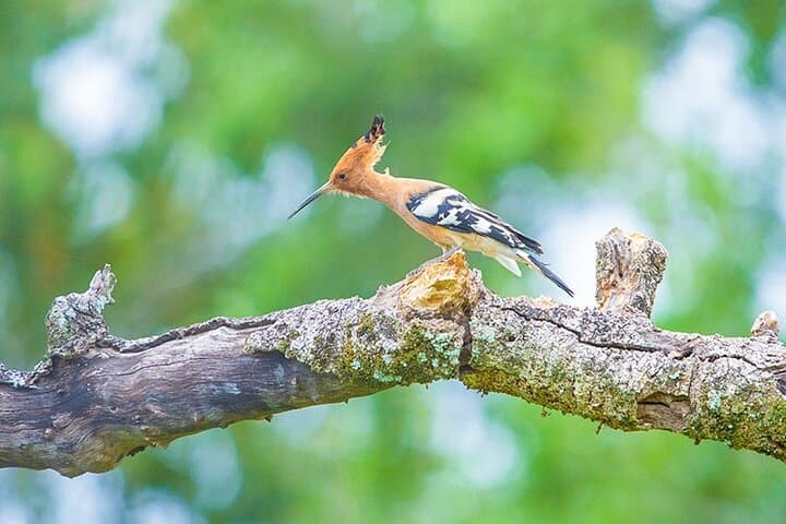 Kumana National Park Safari from Arugam Bay — Jeep Birdwatching & Wildlife Tour photo 3