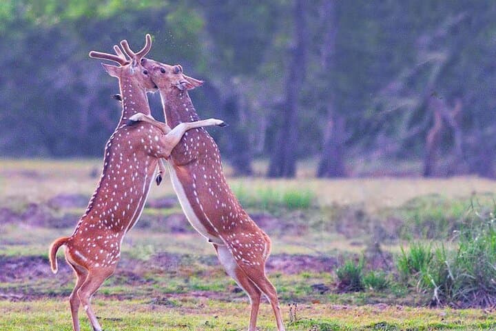 Kumana National Park Safari from Arugam Bay — Jeep Birdwatching & Wildlife Tour photo 4