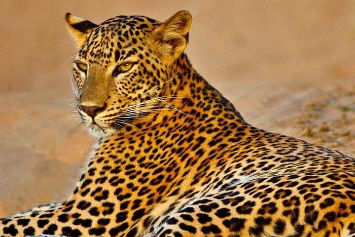 Kumana National Park Safari from Arugam Bay — Jeep Birdwatching & Wildlife Tour