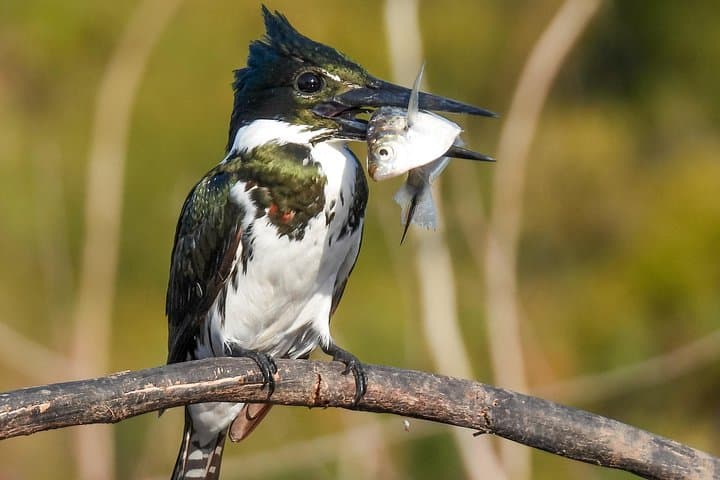 Paraguay River Wildlife Boat Tour from Asunción: Birds, Caimans & Wetlands photo 2