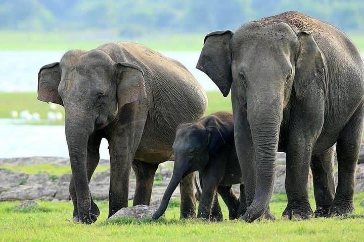 Kaudulla National Park Jeep Safari: Best Time to See Sri Lanka's Elephants photo 1