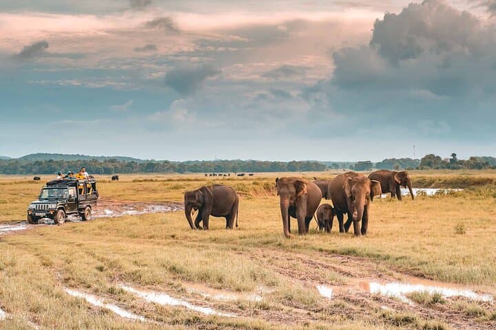 Kaudulla National Park Jeep Safari: Best Time to See Sri Lanka's Elephants photo 2