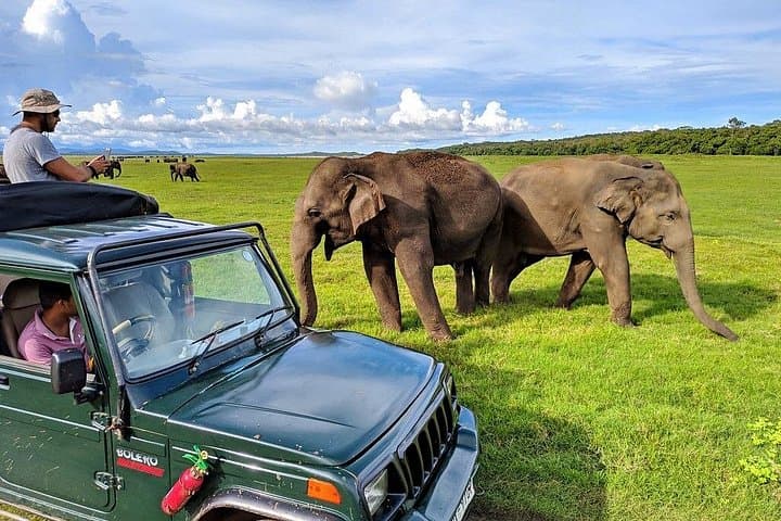 Kaudulla National Park Jeep Safari: Best Time to See Sri Lanka's Elephants photo 4