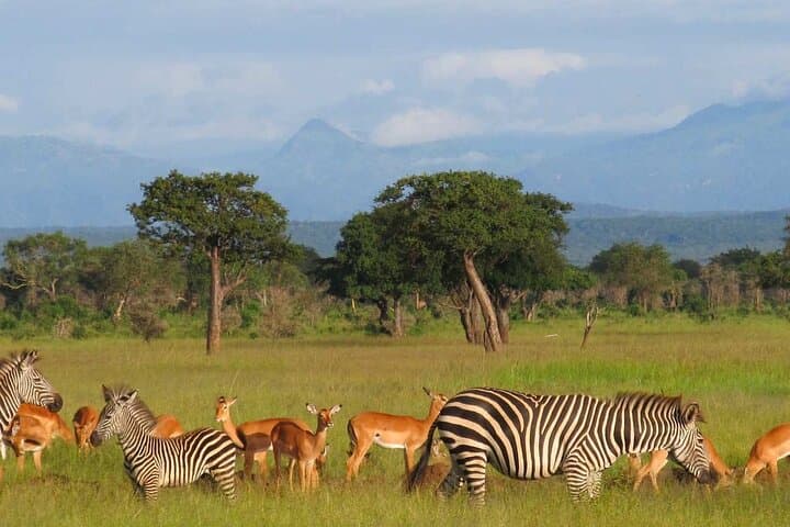 Private 1-Day Safari to Mikumi National Park from Zanzibar by Flight photo 3