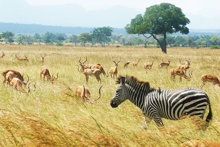 Private 1-Day Safari to Mikumi National Park from Zanzibar by Flight photo 2