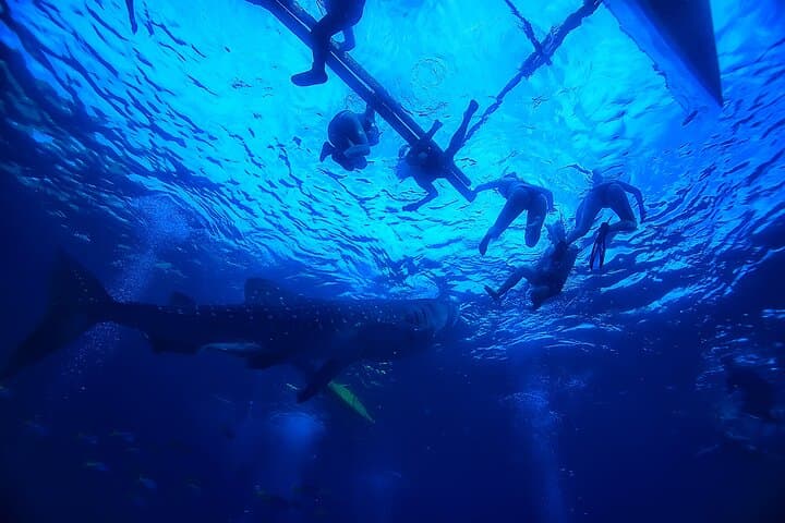 Whale Shark Swim and Kawasan Canyoneering Day Trip from Cebu photo 5